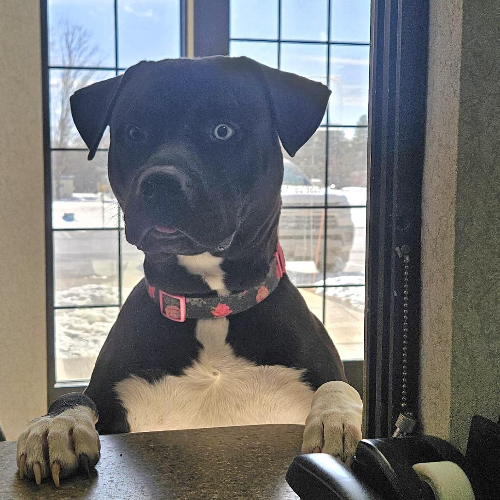 Enlarge Dalinar, a Adoptable mixed breed in Ballston Spa, NY image 5/5