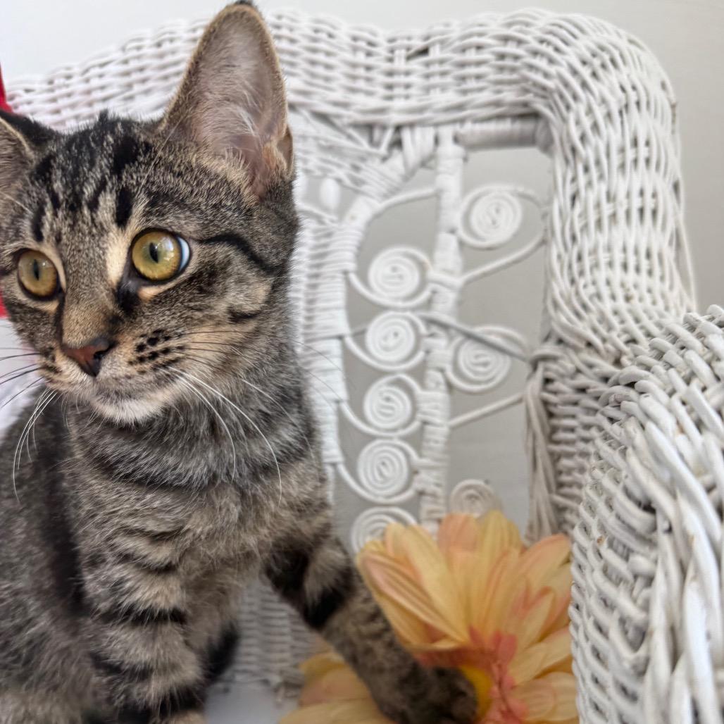 Tommy Tabby 55343, Adoptable, Young Male Domestic Short Hair.