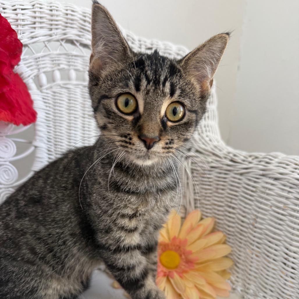 Enlarge Tommy Tabby 55343, a Adoptable Domestic Short Hair in Eaton Rapids, MI image 2/6