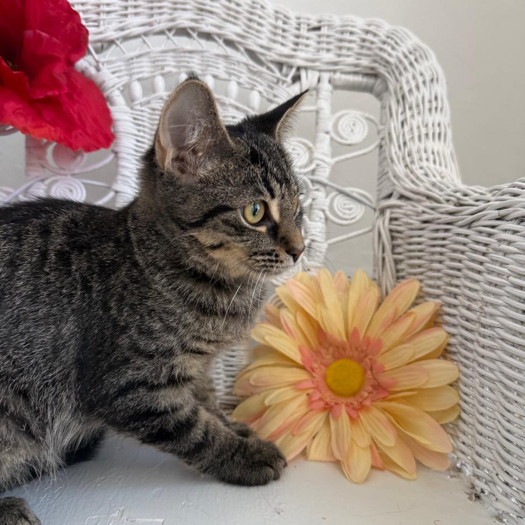 Enlarge Tommy Tabby 55343, a Adoptable Domestic Short Hair in Eaton Rapids, MI image 3/6