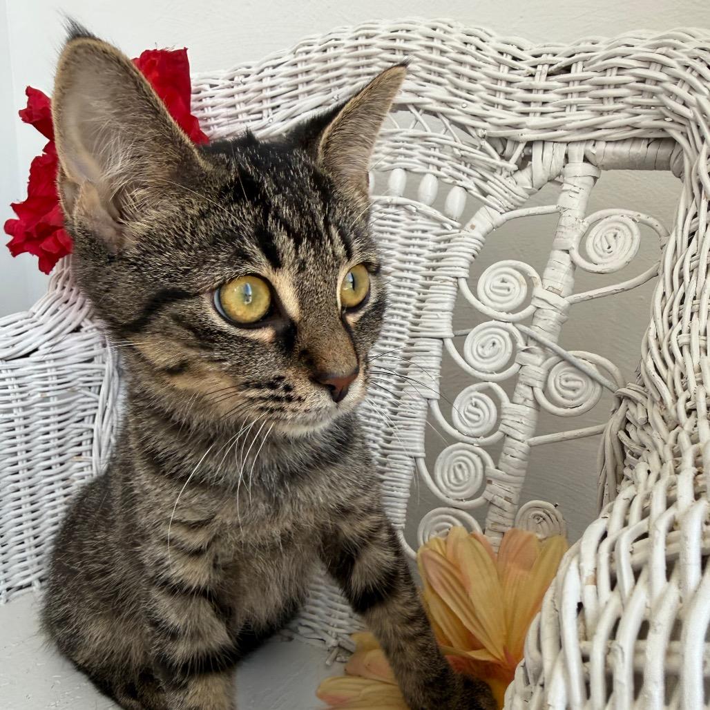 Enlarge Tommy Tabby 55343, a Adoptable Domestic Short Hair in Eaton Rapids, MI image 4/6