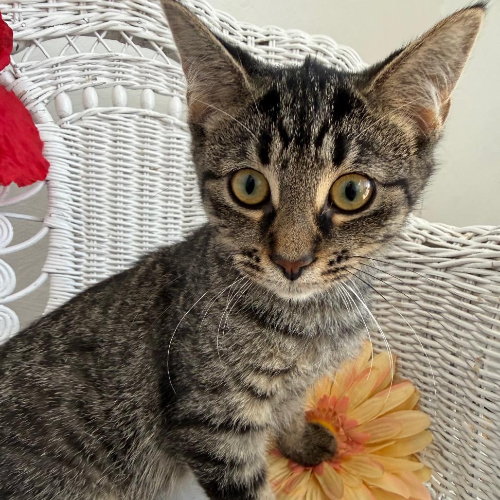 Enlarge Tommy Tabby 55343, a Adoptable Domestic Short Hair in Eaton Rapids, MI image 5/6