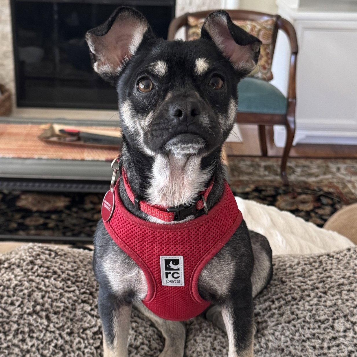 Holly, Adoptable, Adult Female French Bulldog.