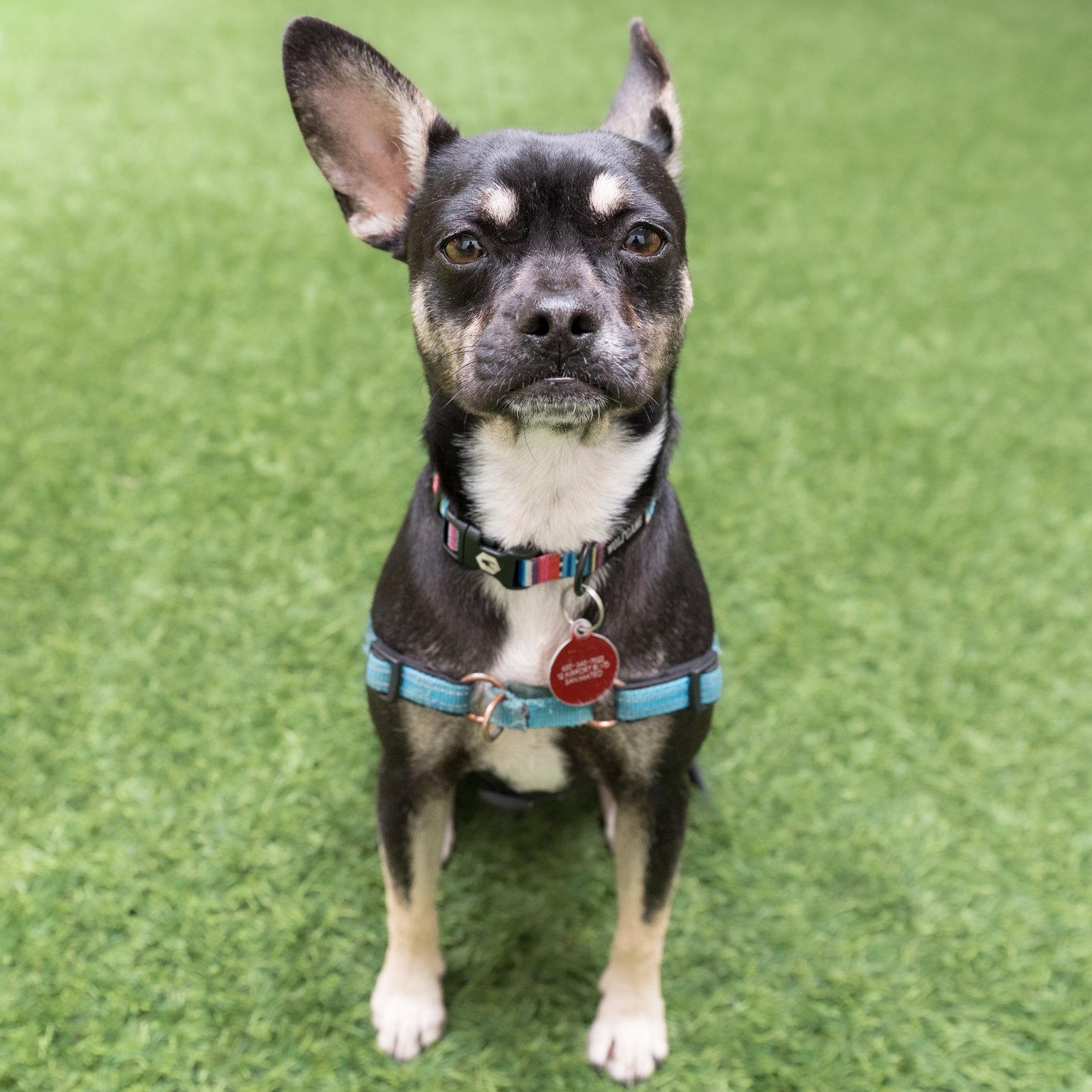 Holly, a Adoptable French Bulldog in Burlingame, CA image 2/3