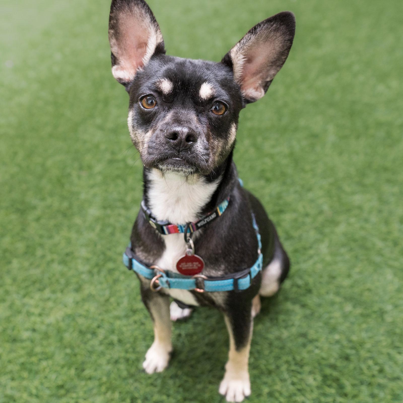 Holly, a Adoptable French Bulldog in Burlingame, CA image 3/3