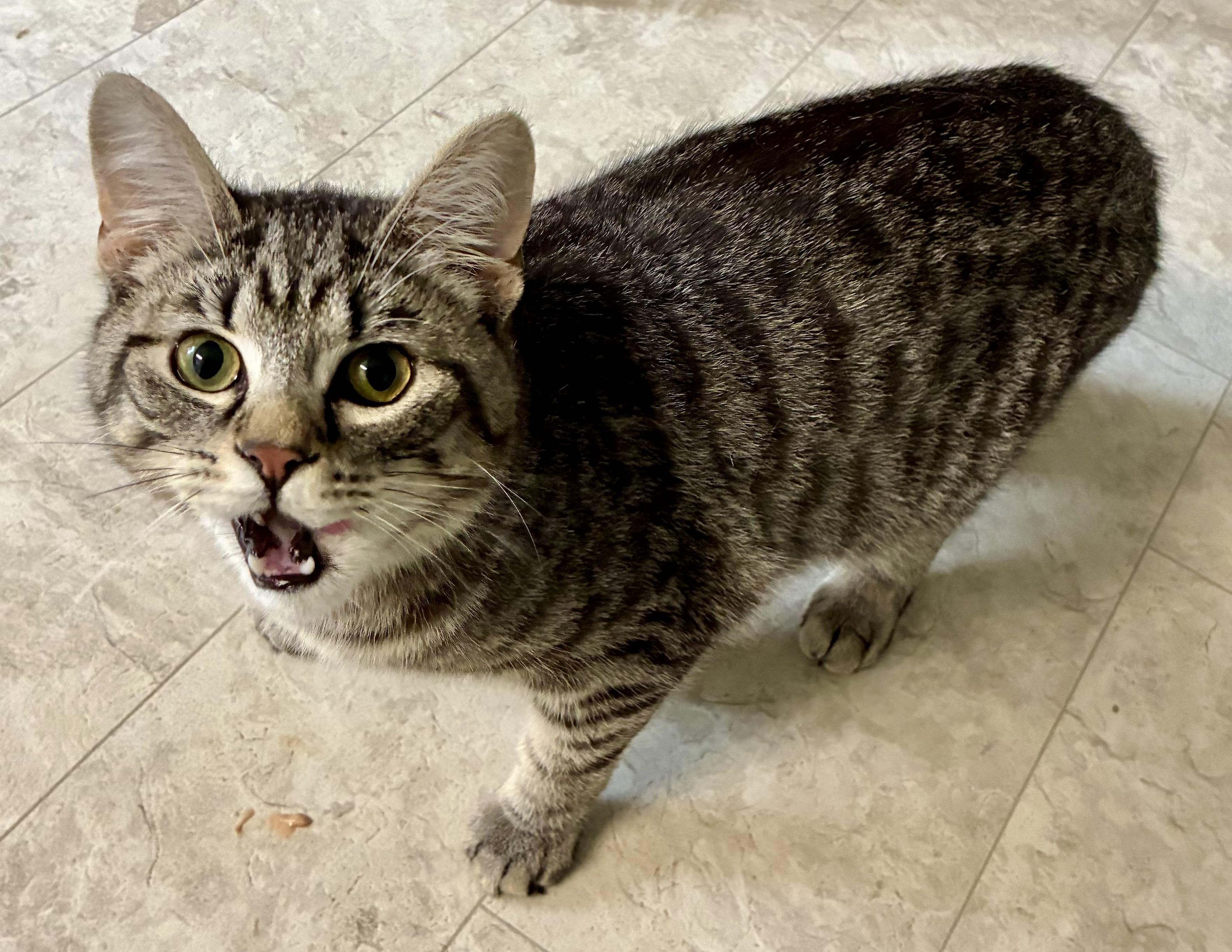 Enlarge BRO, a ADOPTABLE Domestic Short Hair in Louisa, KY image 2/4