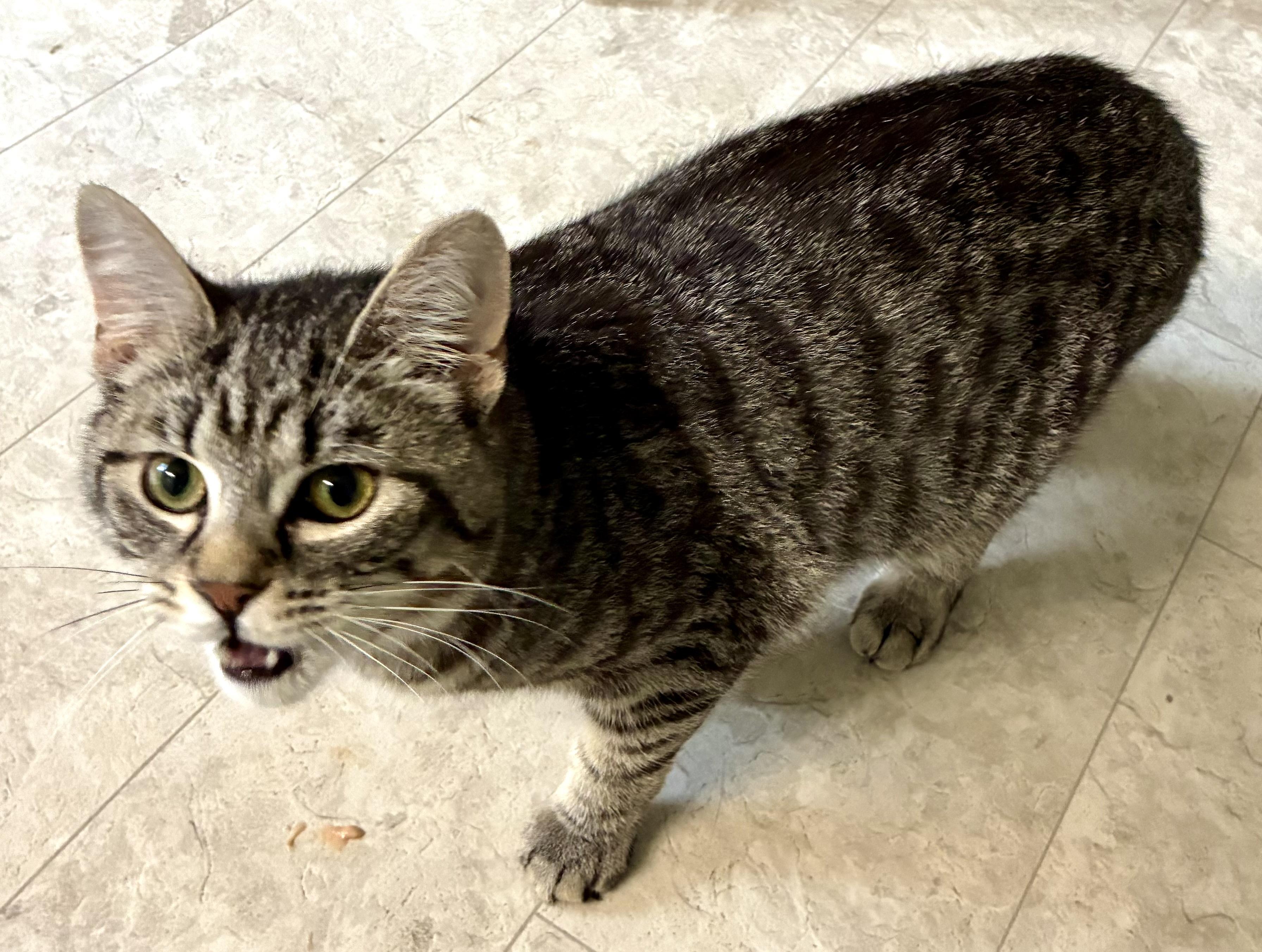 Enlarge BRO, a ADOPTABLE Domestic Short Hair in Louisa, KY image 1/4