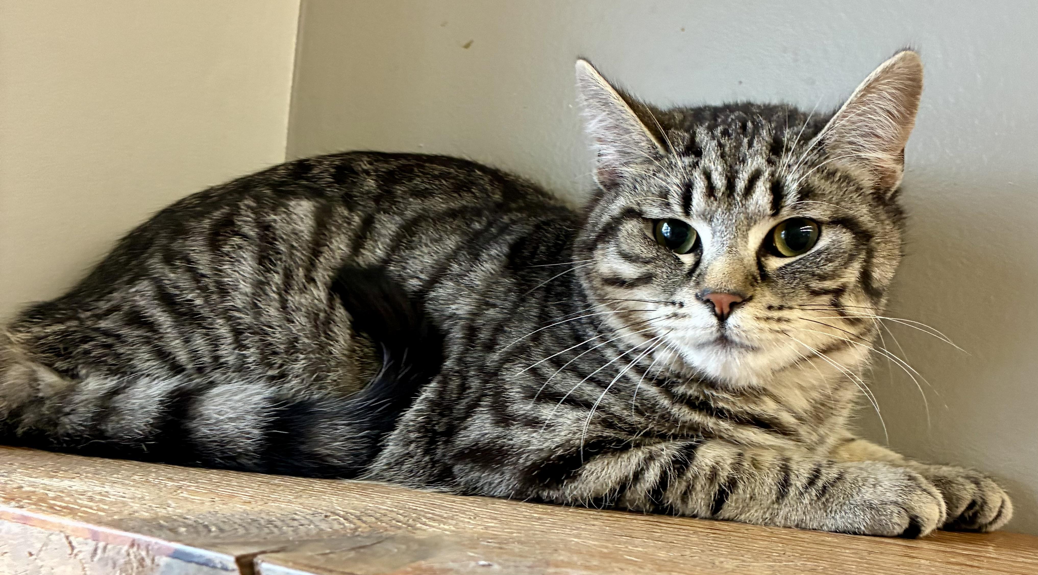 Enlarge BRO, a ADOPTABLE Domestic Short Hair in Louisa, KY image 3/4