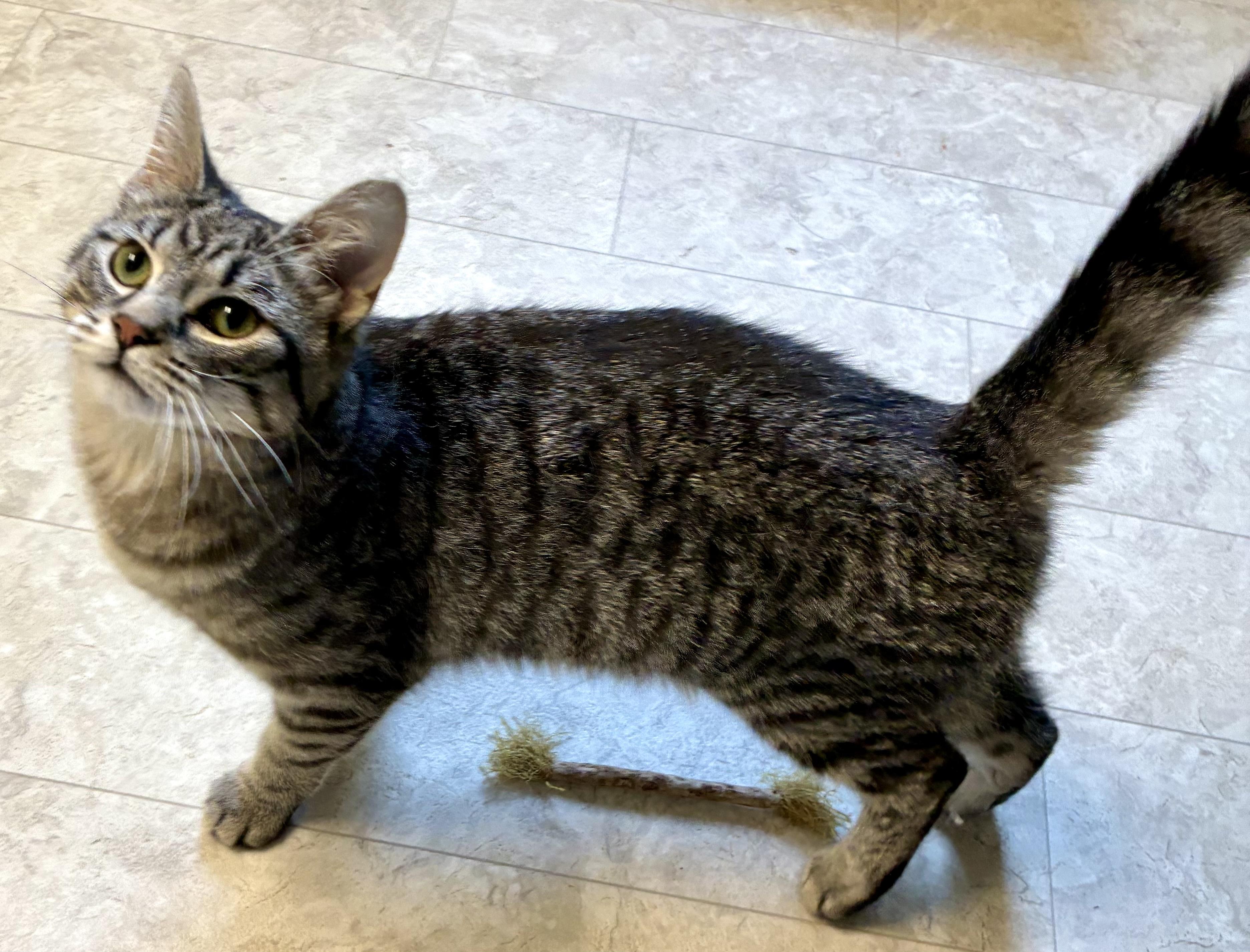 Enlarge BRO, a ADOPTABLE Domestic Short Hair in Louisa, KY image 4/4