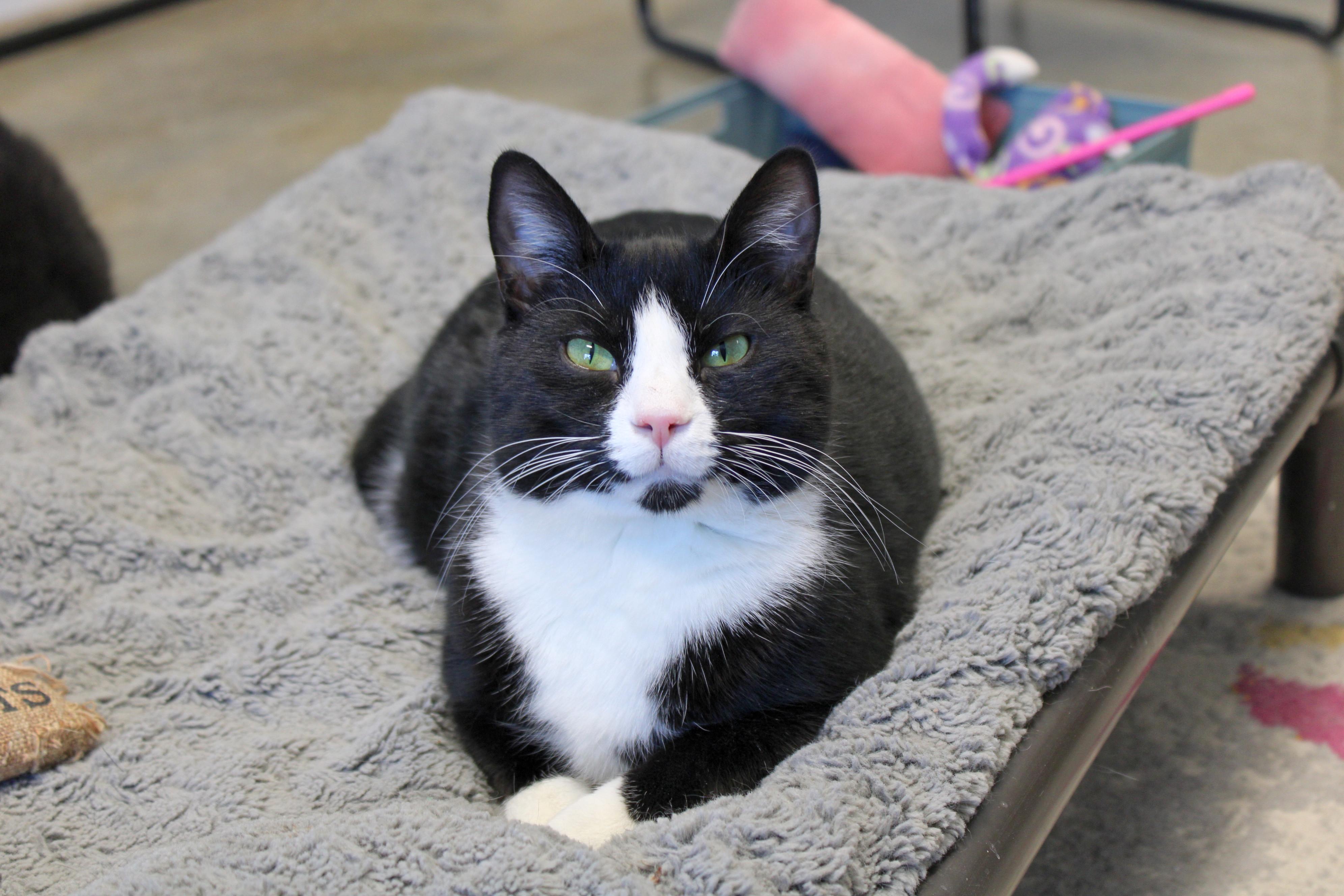 Georgie, Adoptable, Adult Male Domestic Short Hair.