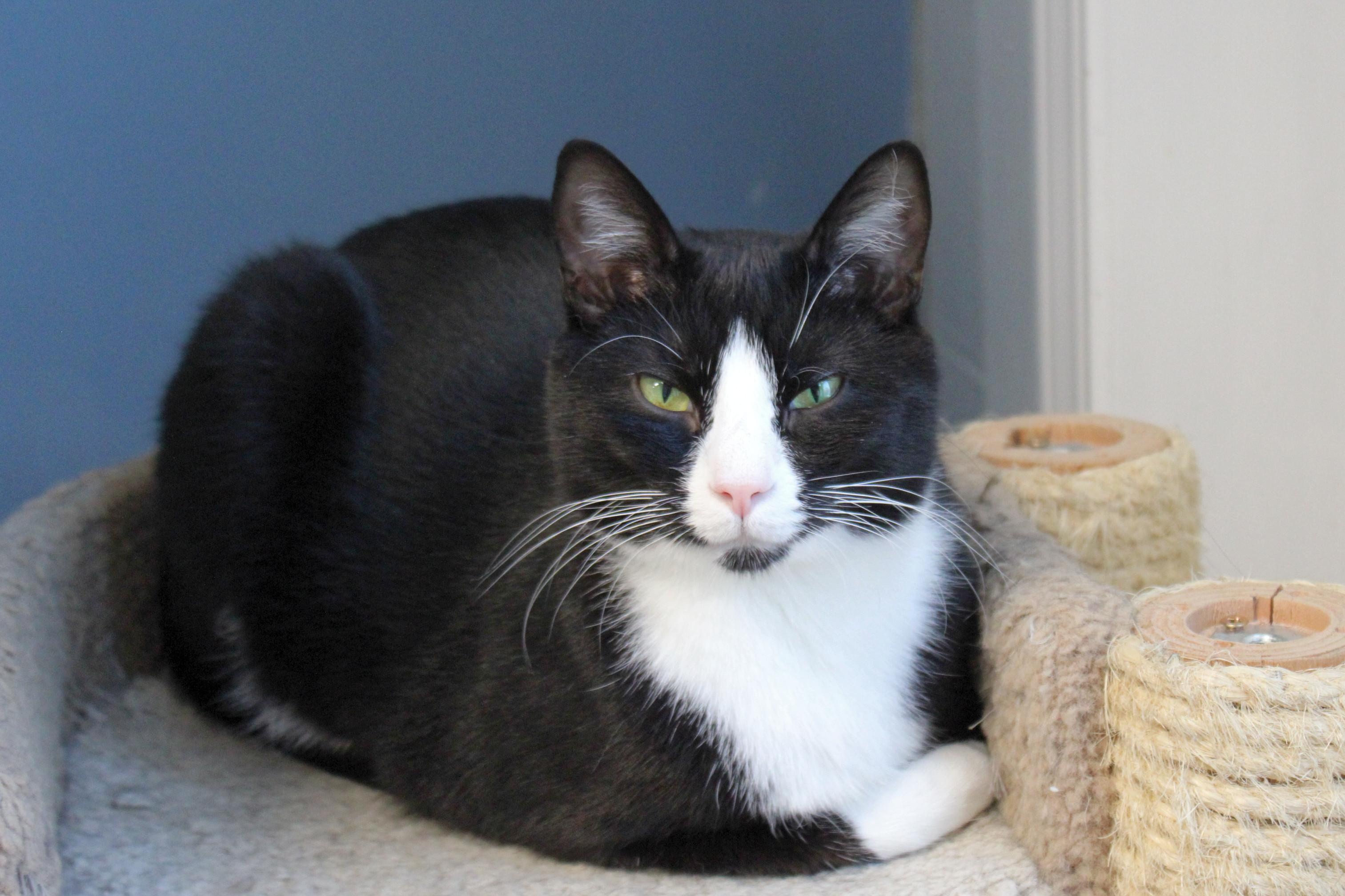 Georgie, a Adoptable Domestic Short Hair in Urbana, OH image 3/6