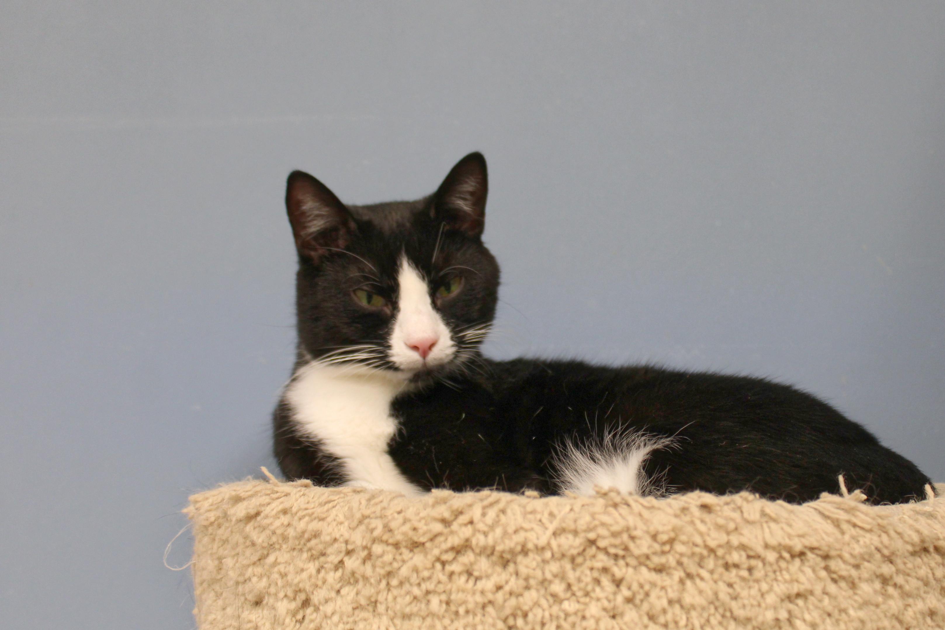 Georgie, a Adoptable Domestic Short Hair in Urbana, OH image 4/6