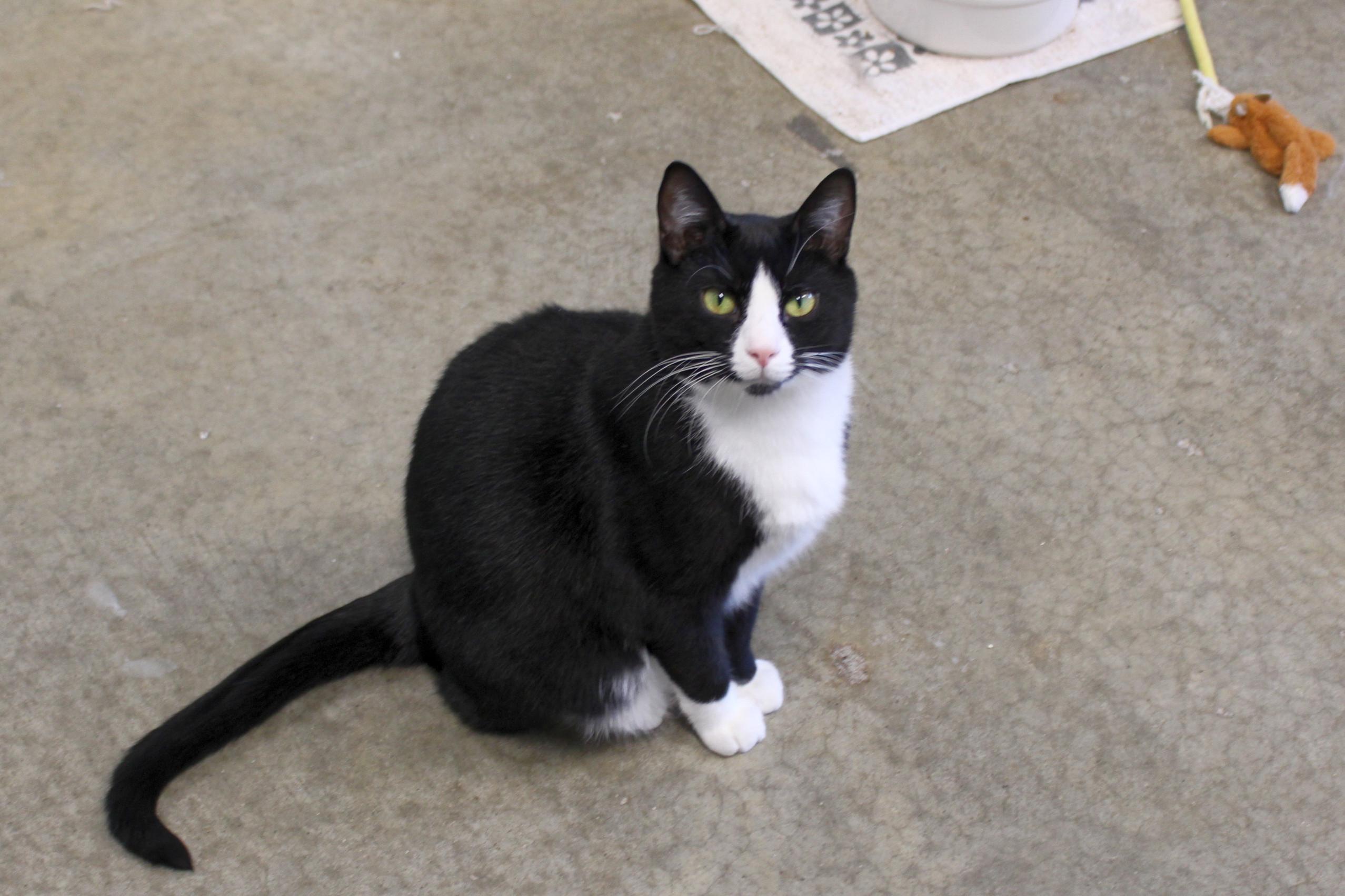 Georgie, a Adoptable Domestic Short Hair in Urbana, OH image 2/6