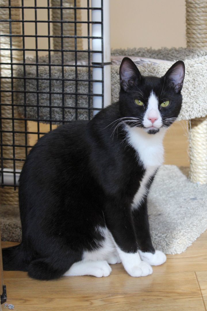 Georgie, a Adoptable Domestic Short Hair in Urbana, OH image 6/6
