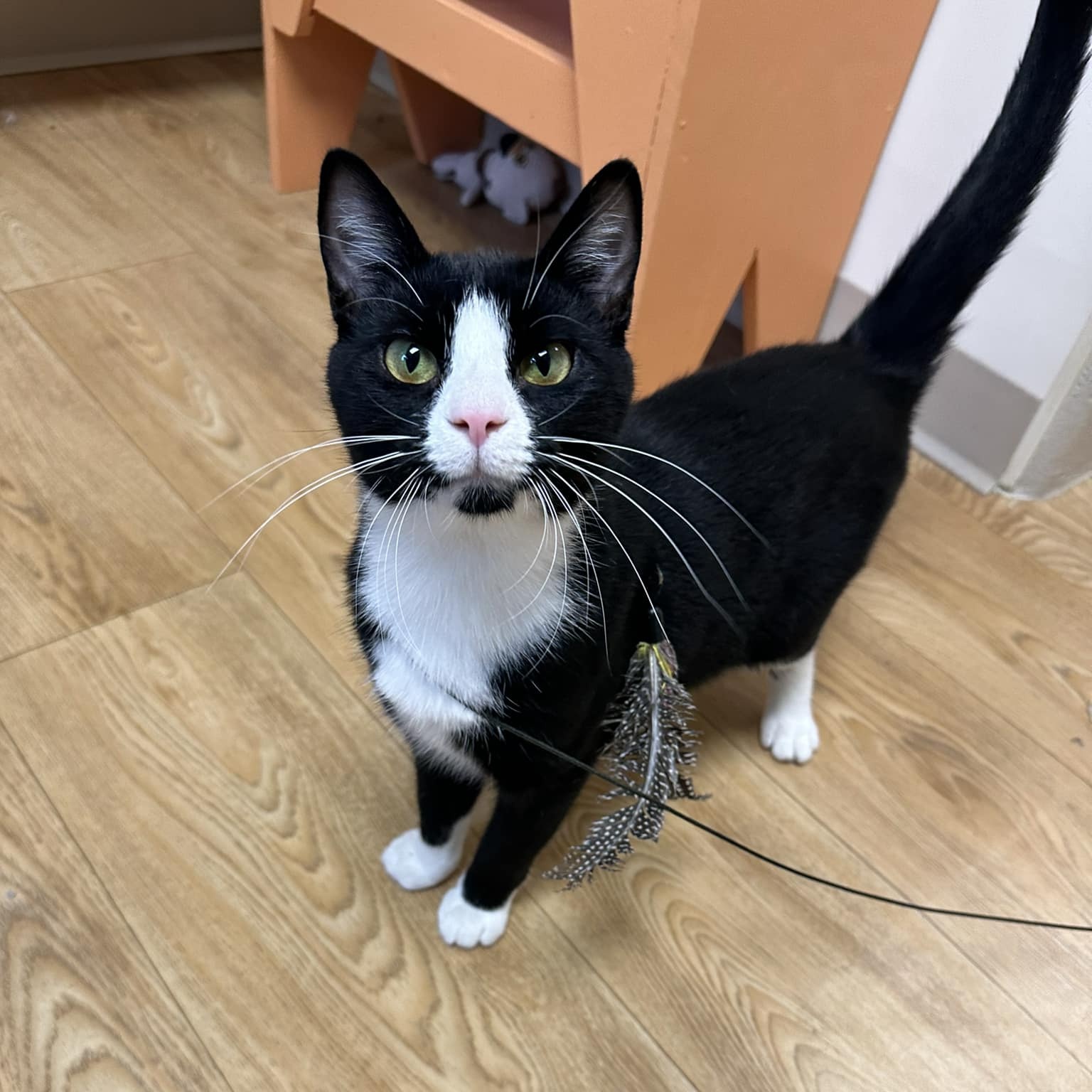 Georgie, a Adoptable Domestic Short Hair in Urbana, OH image 5/6