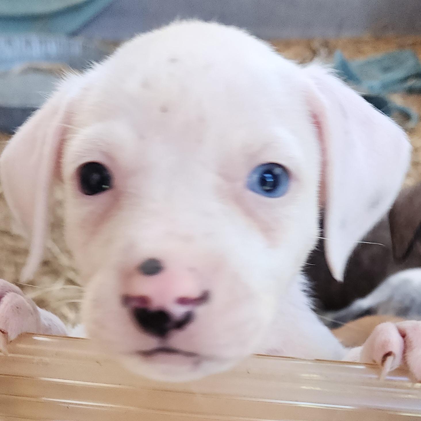 Sky White, ADOPTABLE, Puppy Female Labrador Retriever.