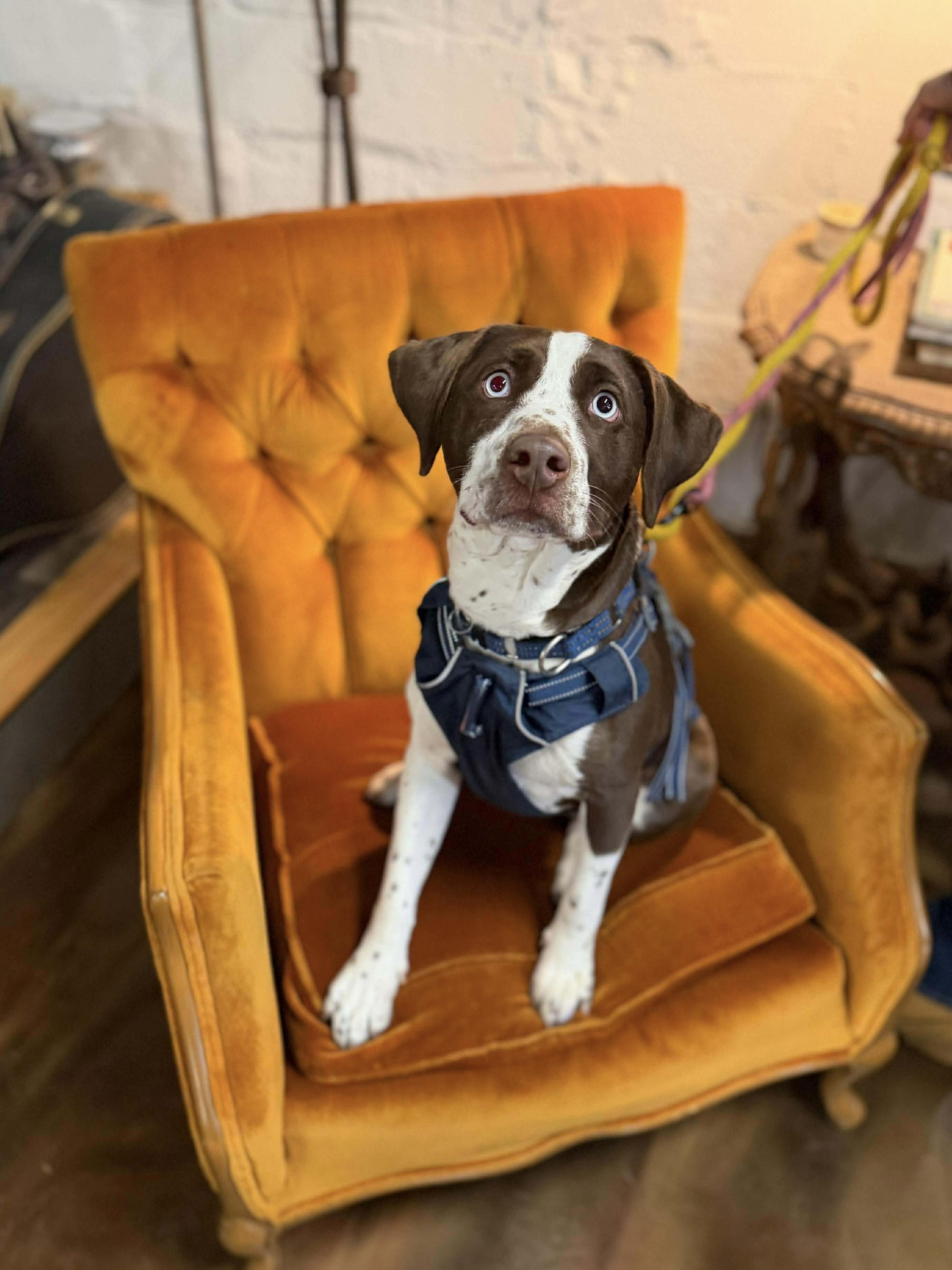 Bluey, adopted, Young Female Beagle.