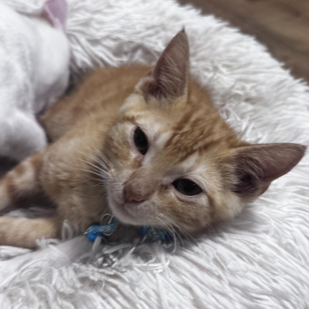 Enlarge Nicky, a Adoptable Domestic Short Hair in Pleasanton, CA image 1/1