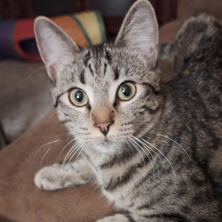 Lucky, an adoptable Domestic Short Hair in Chino valley, AZ, 86323 | Photo Image 1
