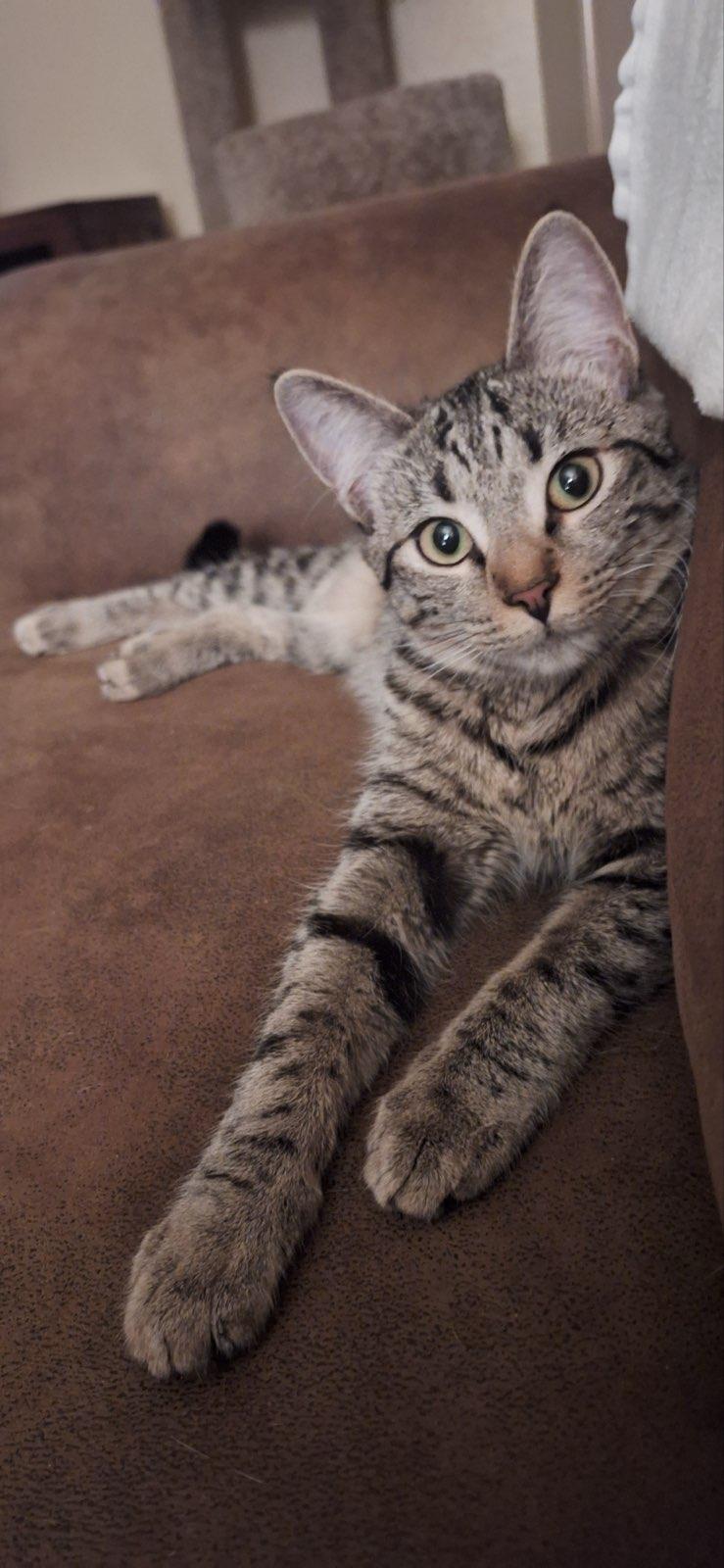 Lucky, an adoptable Domestic Short Hair in Chino valley, AZ, 86323 | Photo Image 5