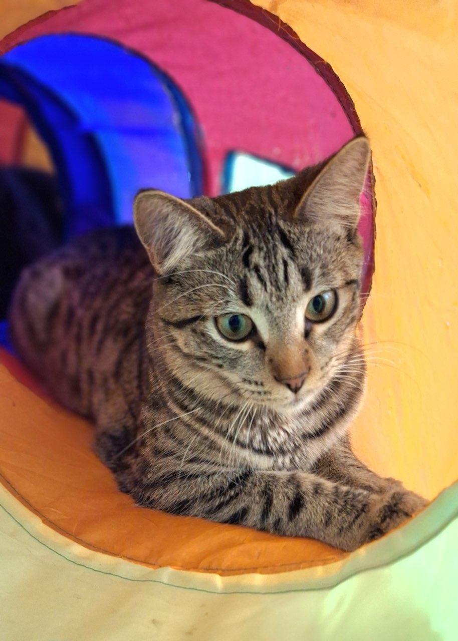 Lucky, an adoptable Domestic Short Hair in Chino valley, AZ, 86323 | Photo Image 4