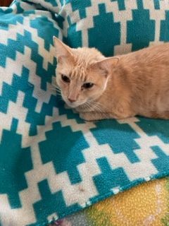 Dobbie, adoptable, Adult Female Siamese & Domestic Short Hair.