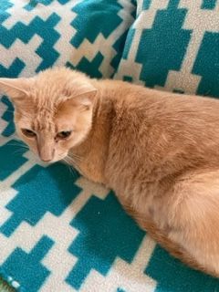 Enlarge Dobbie, an adoptable mixed breed in Mesquite, TX image 2/2