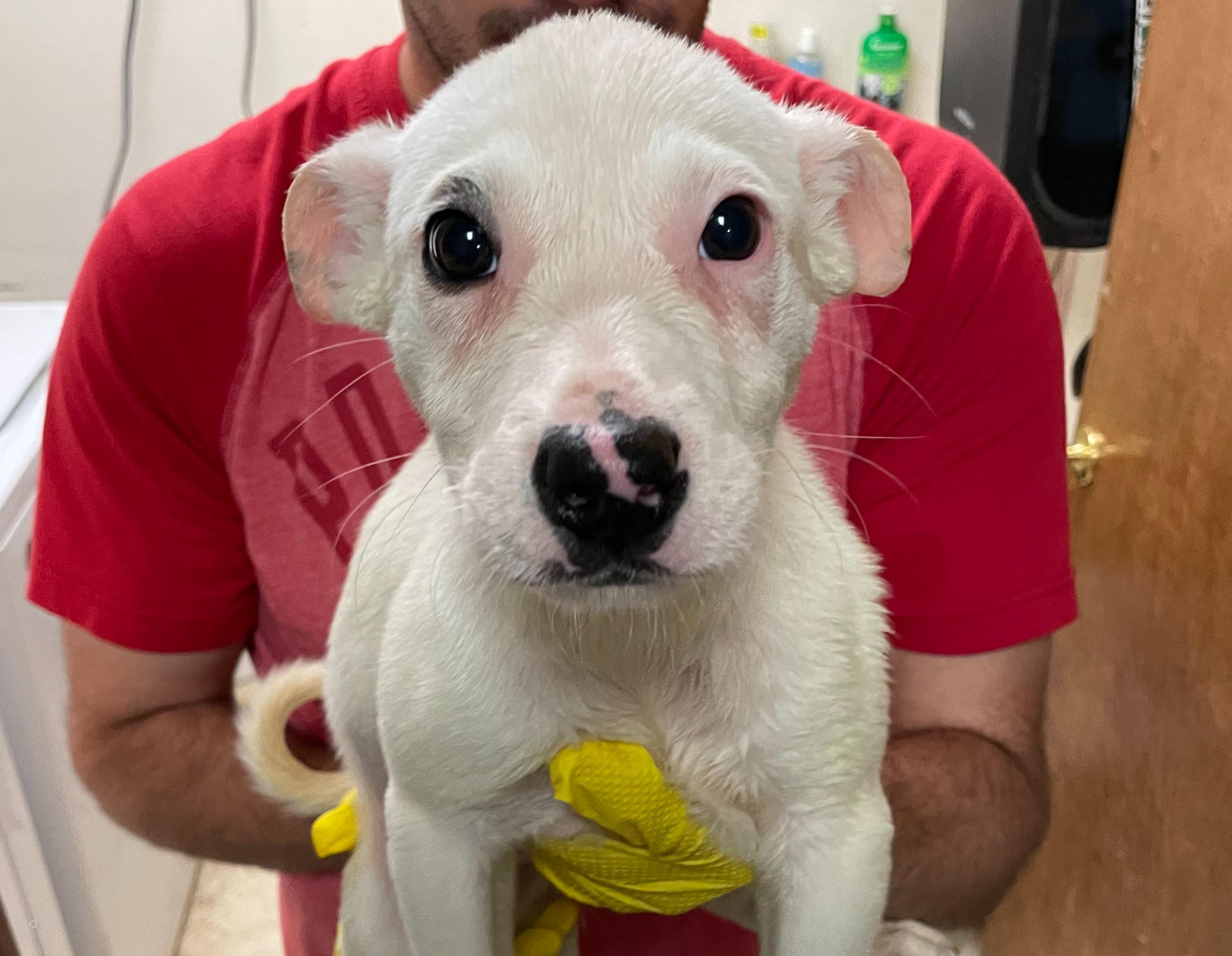 Sorcerio, an adoptable Mixed Breed in Portales, NM, 88130 | Photo Image 1