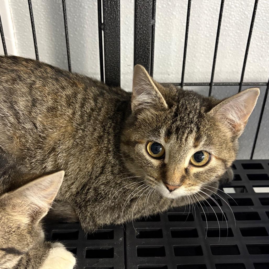 Sugar , ADOPTABLE, Young Female Domestic Short Hair.