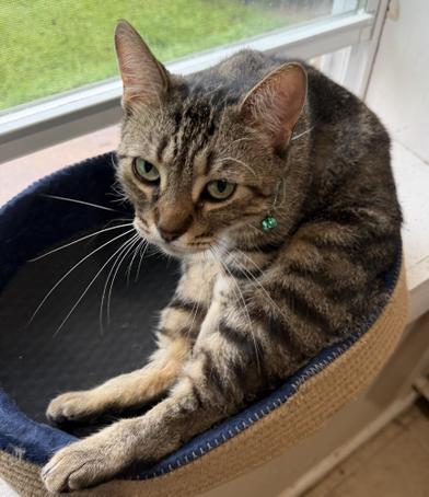 Diamond — thumbnail 4