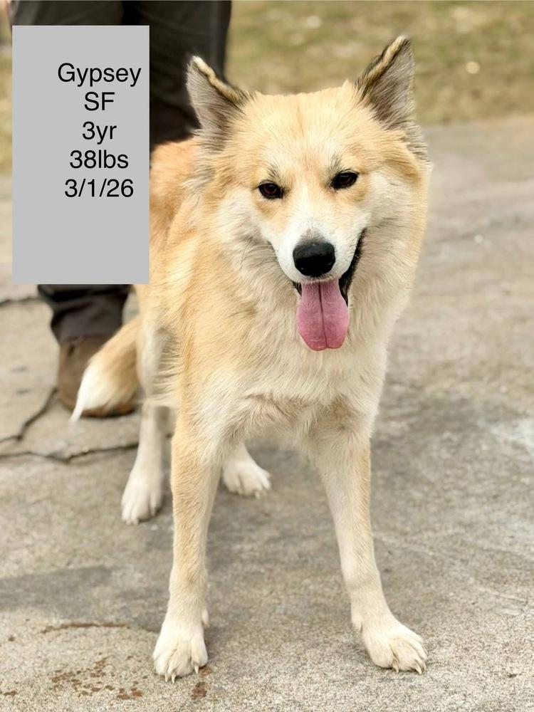 Gypsy, Adoptable, Puppy Female Mixed Breed.