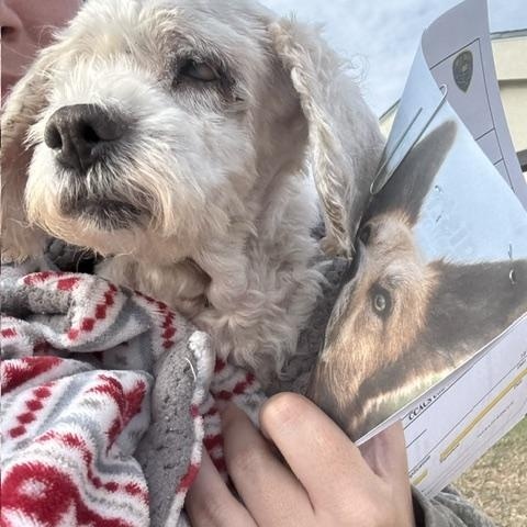 Dolly- Blind senior hoping to be your girl, Adoptable, Senior Female Shih Tzu.
