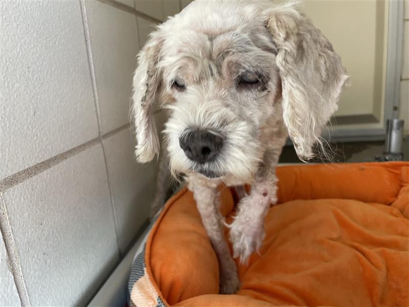 Enlarge Dolly- Blind senior hoping to be your girl, a Adoptable Shih Tzu in Charleston, SC image 2/3