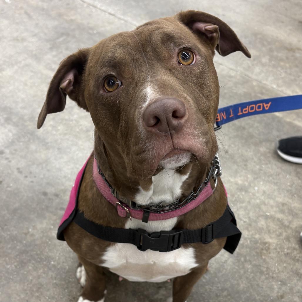 Amaya, Adoptable, Adult Female Pit Bull Terrier.