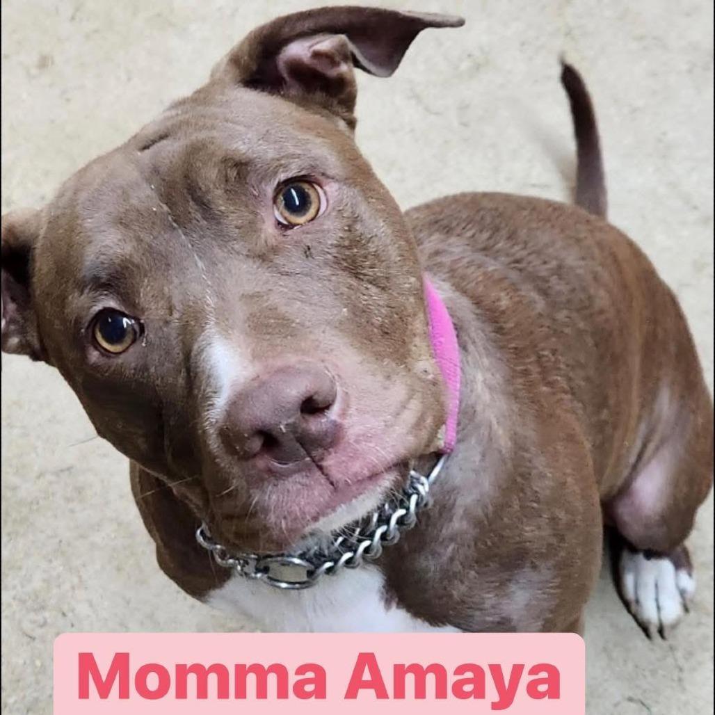 Amaya, a Adoptable Pit Bull Terrier in Mooresville, IN image 2/5