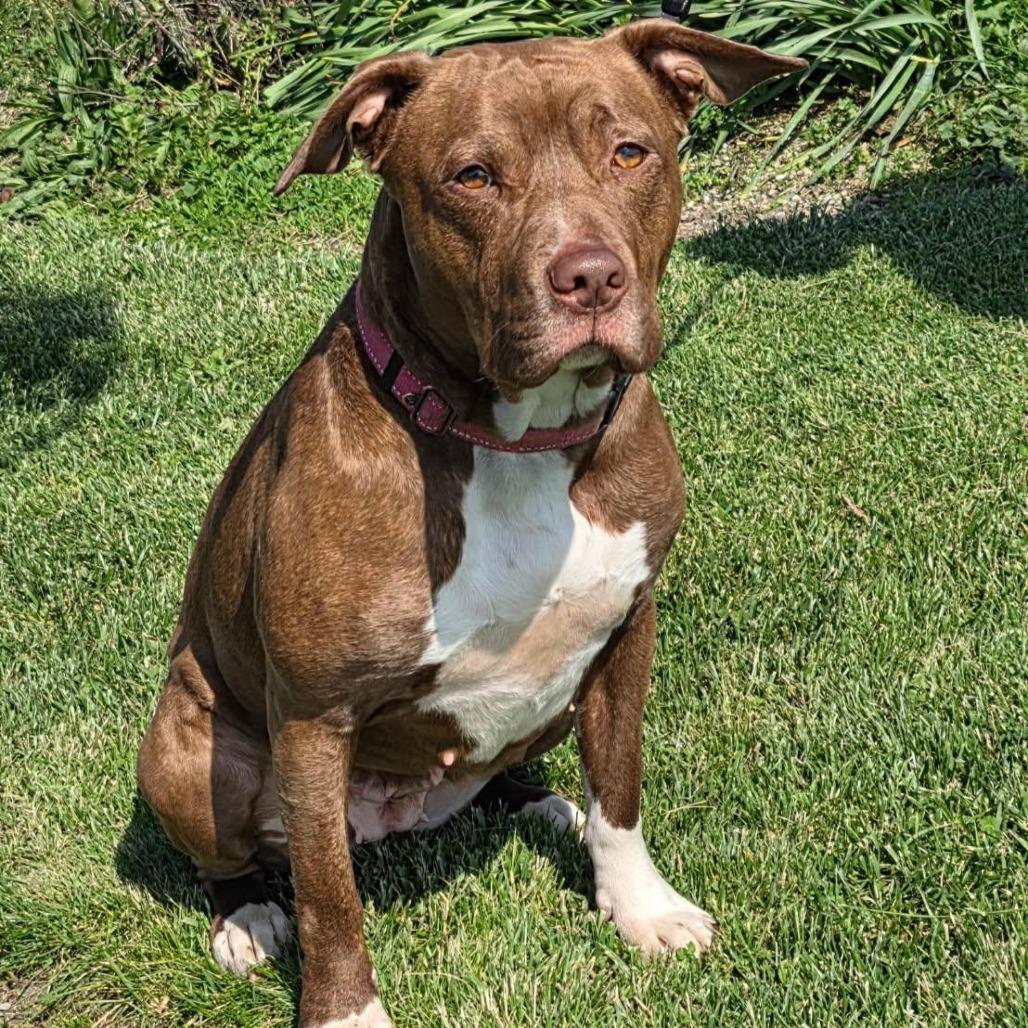 Amaya, a Adoptable Pit Bull Terrier in Mooresville, IN image 3/5