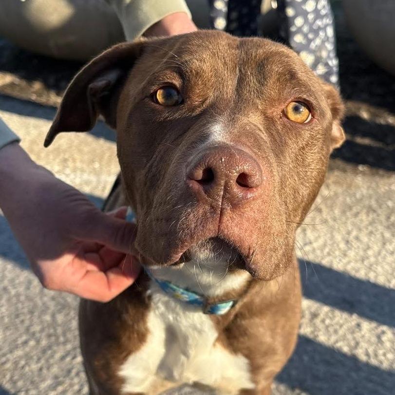 Enlarge Amaya, a Adoptable Pit Bull Terrier in Mooresville, IN image 4/6