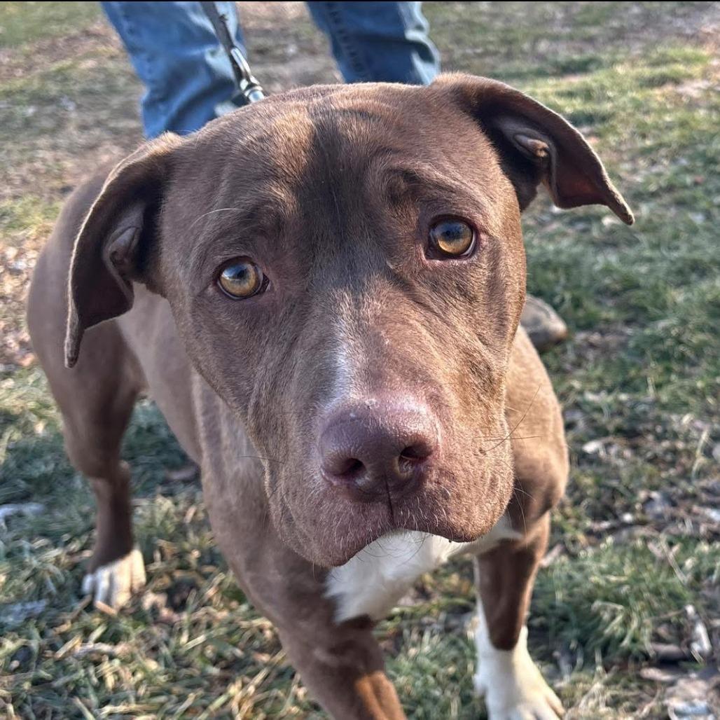 Enlarge Amaya, a Adoptable Pit Bull Terrier in Mooresville, IN image 5/6