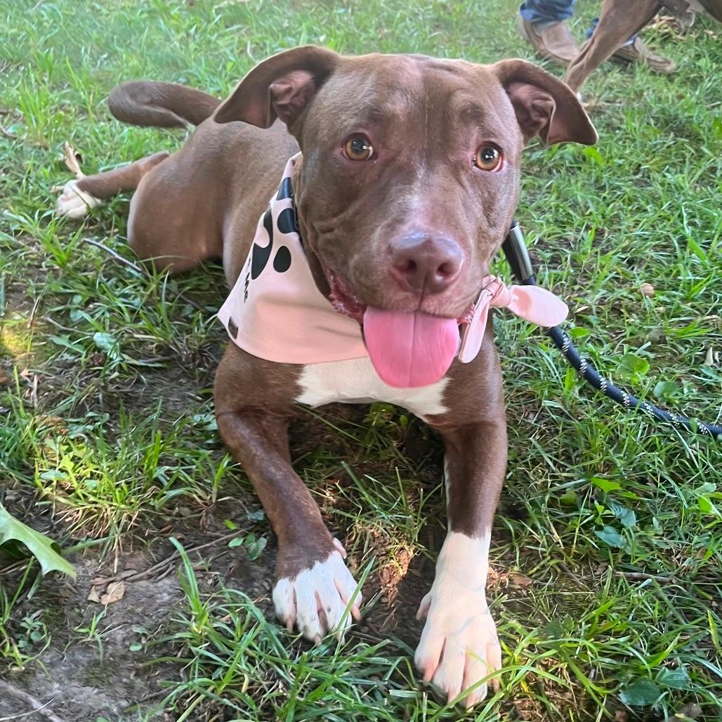Enlarge Amaya, a Adoptable Pit Bull Terrier in Mooresville, IN image 6/6