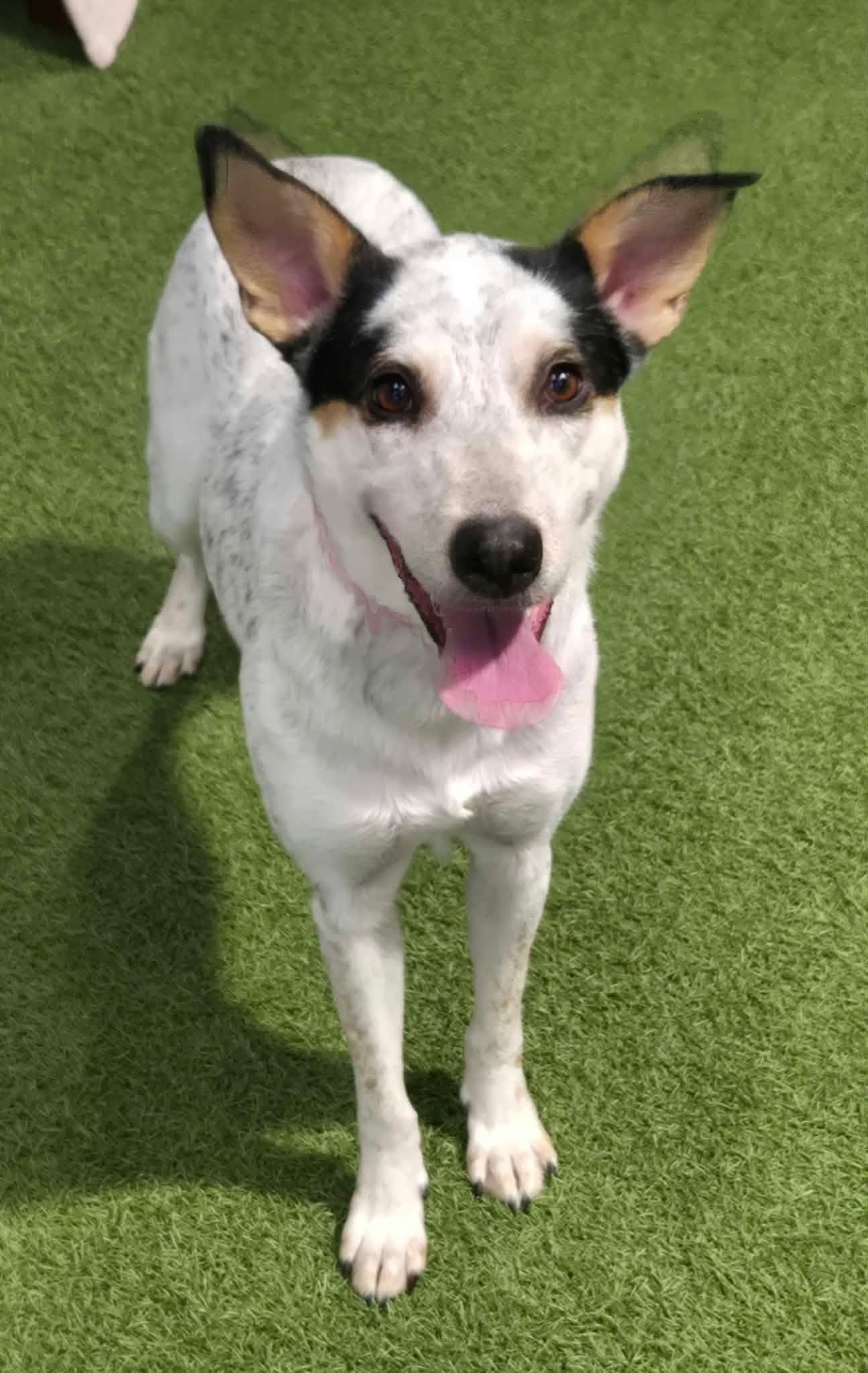 Enlarge Sky, a Adoptable mixed breed in Racine, WI image 2/3