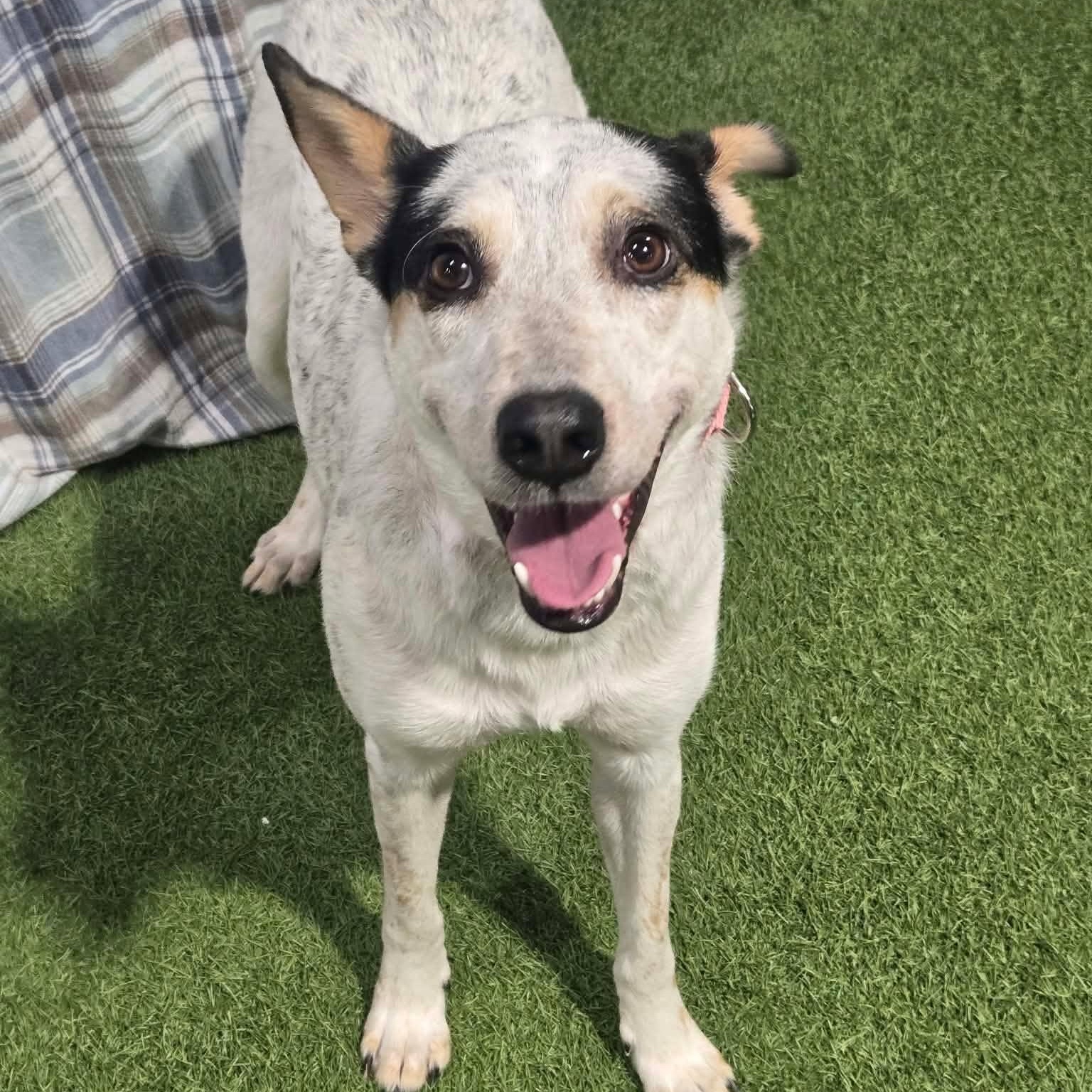 Enlarge Sky, a Adoptable mixed breed in Racine, WI image 1/3