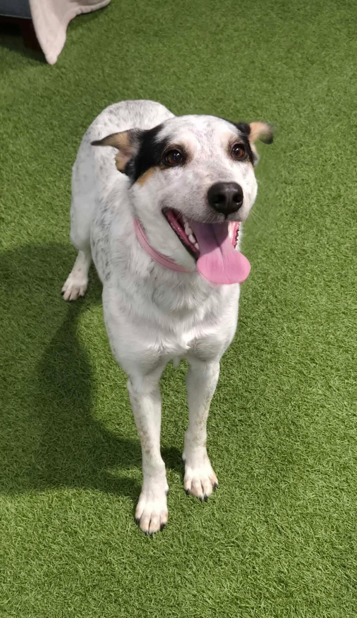 Enlarge Sky, a Adoptable mixed breed in Racine, WI image 3/3