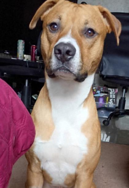 Enlarge Bentley, a Adoptable mixed breed in Gastonia, NC image 1/1