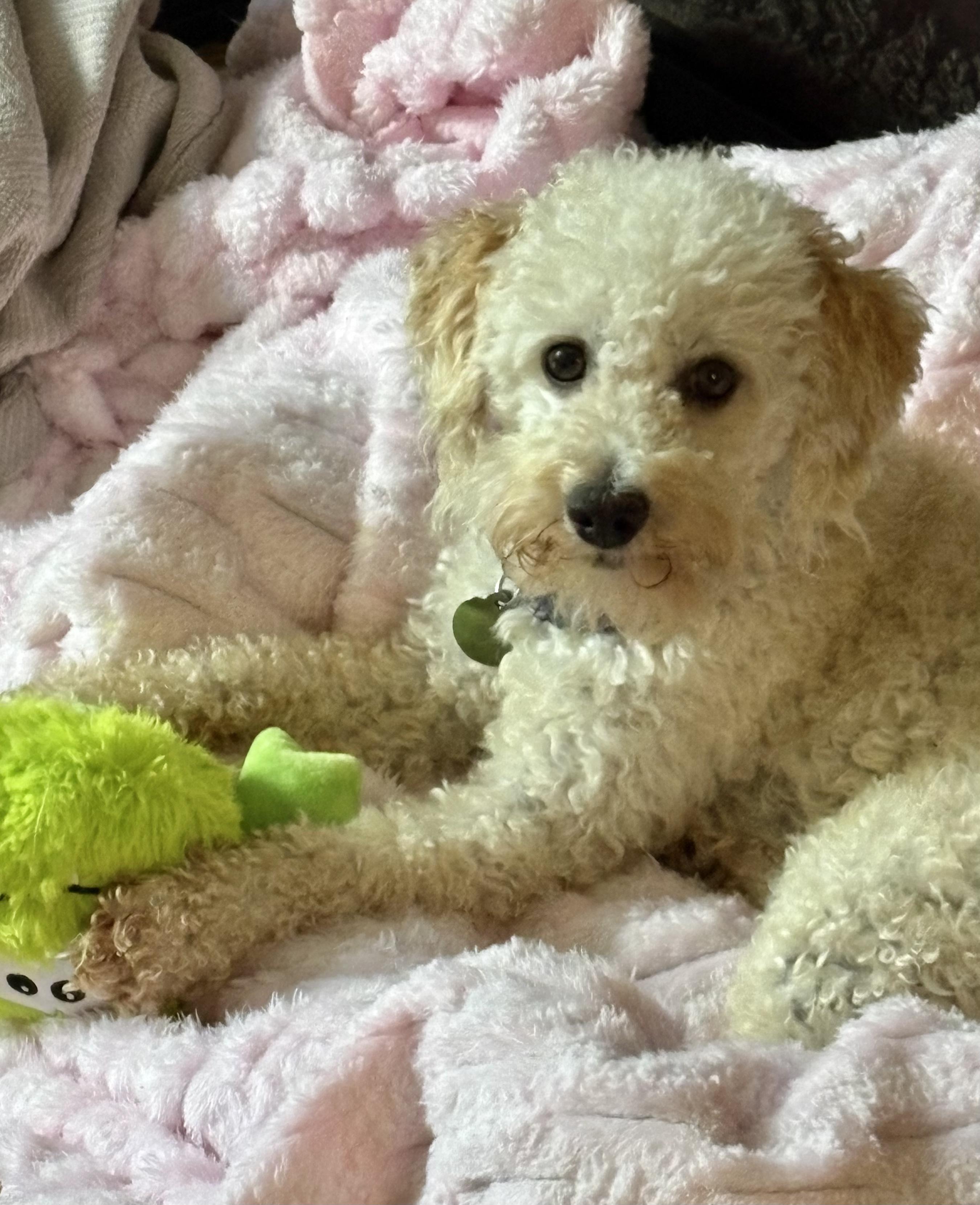 Buddy, ADOPTABLE, Young Male Miniature Poodle & Bichon Frise.