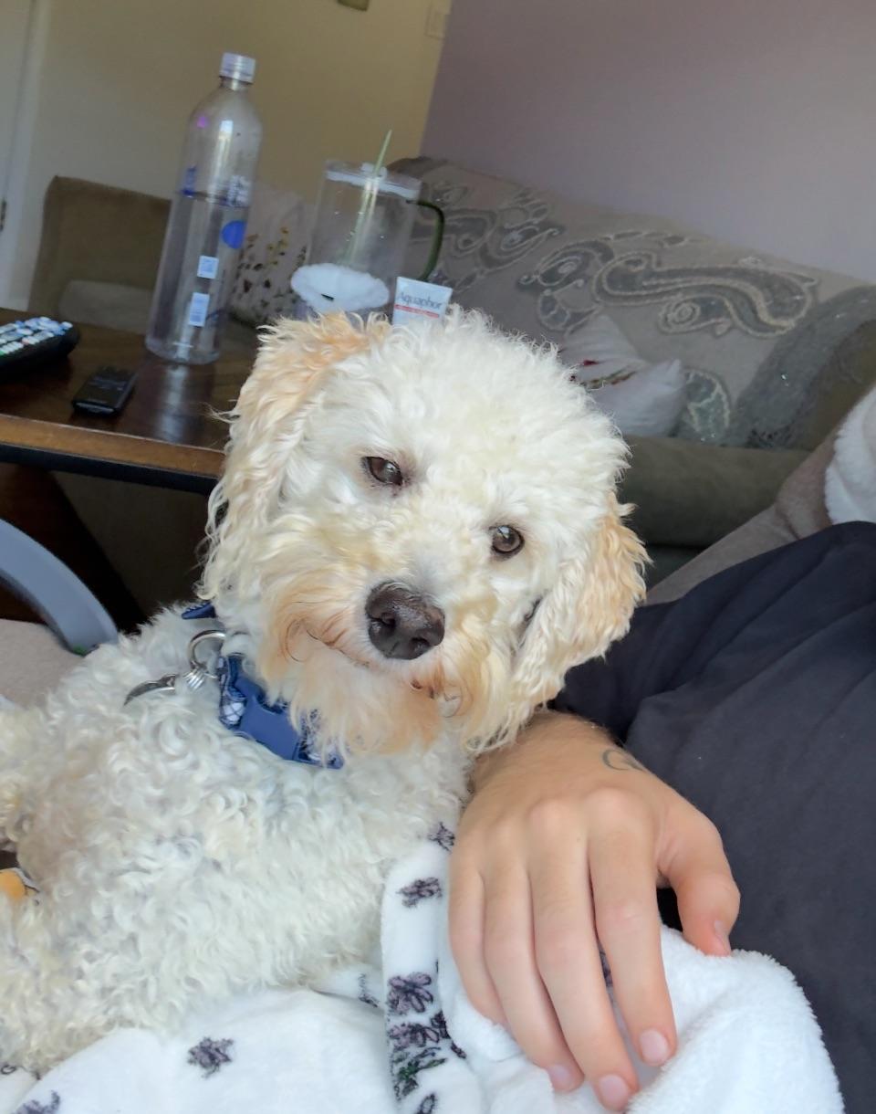 Enlarge Buddy, an adopted mixed breed in Sagaponack, NY image 6/6