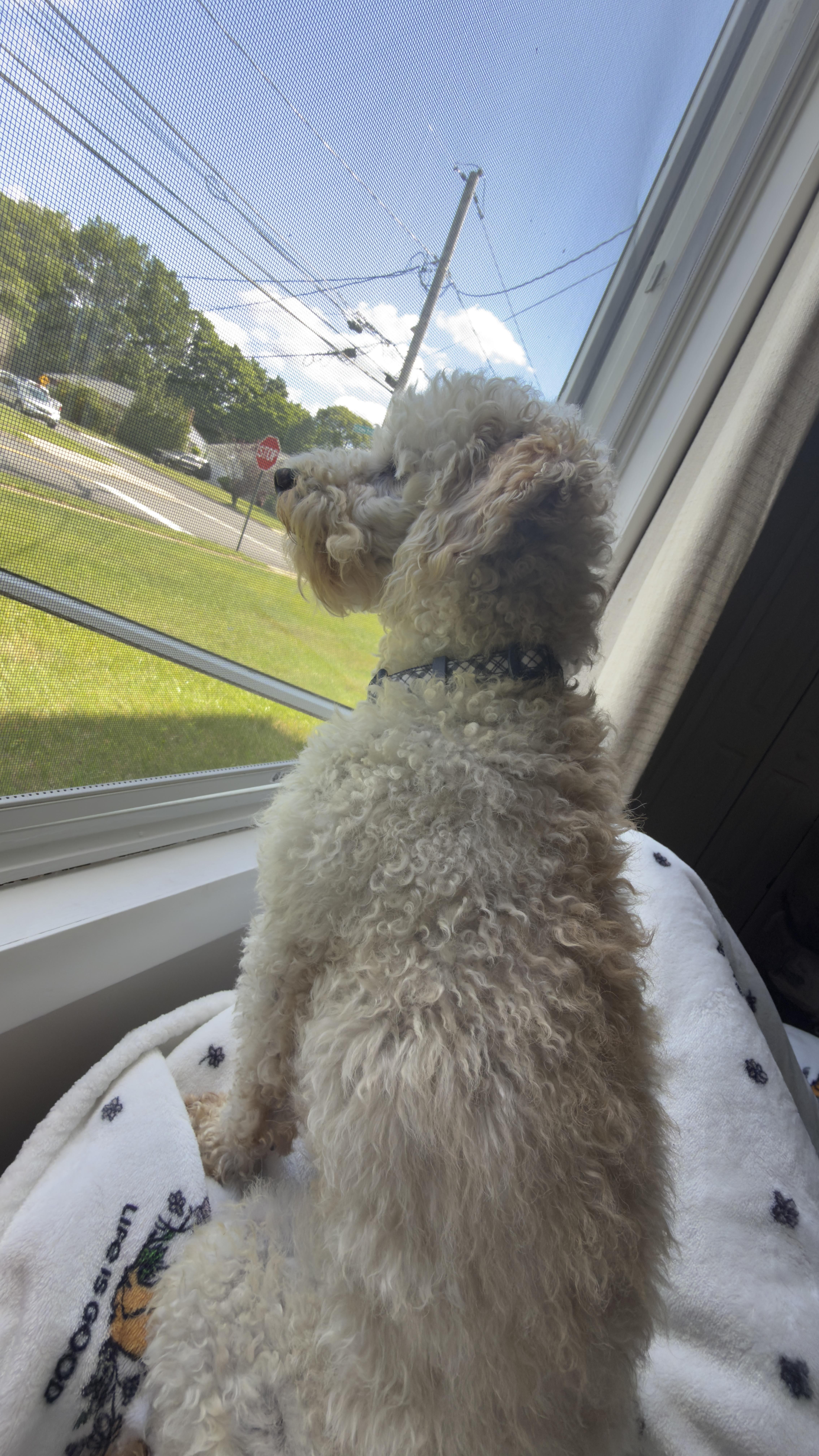 Enlarge Buddy, an adopted mixed breed in Sagaponack, NY image 5/6