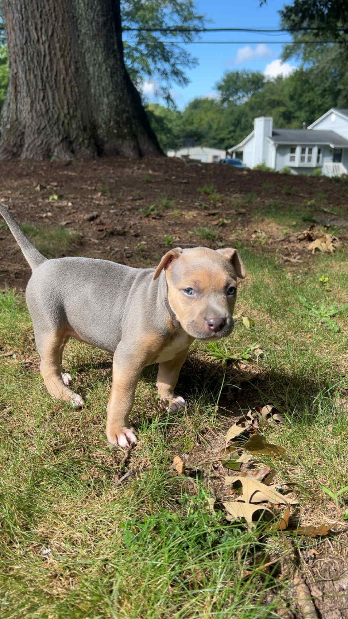 Raven, Adopted, Puppy Female American Bully.