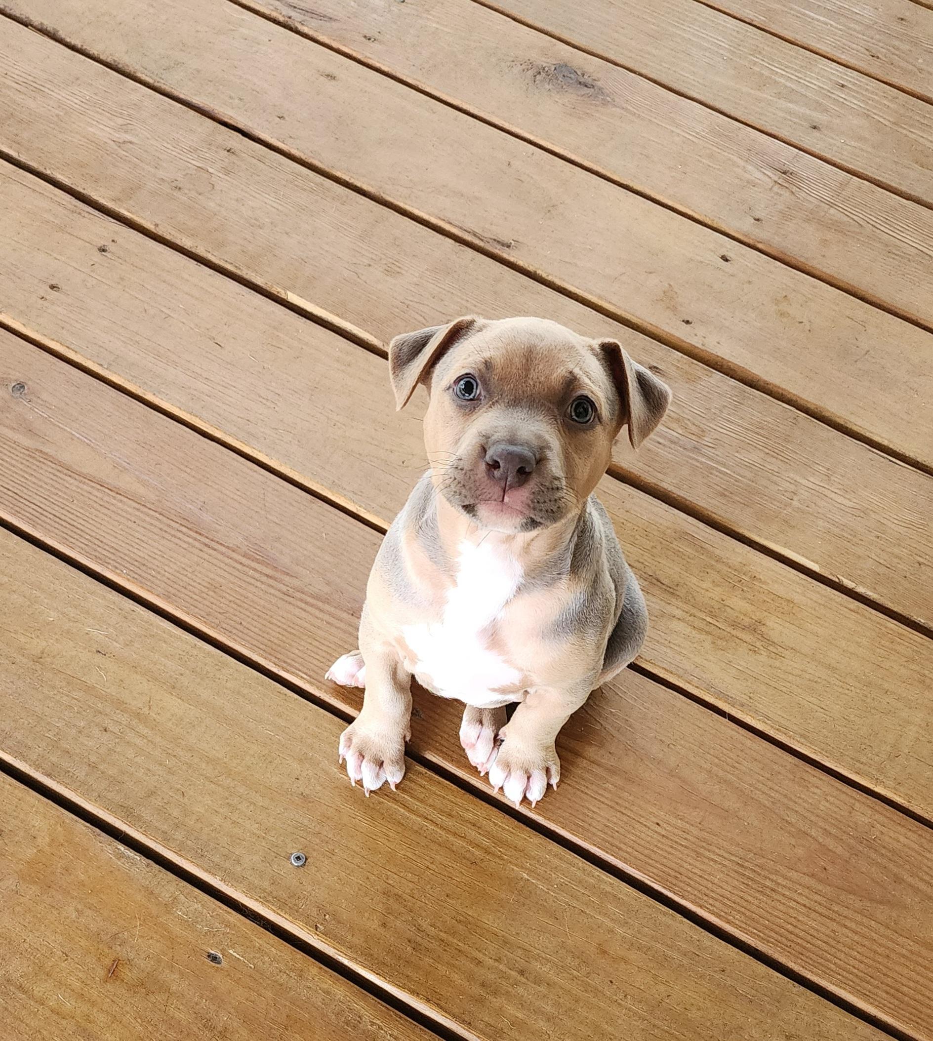 Raven, a Adopted mixed breed in Powder Springs, GA image 2/3