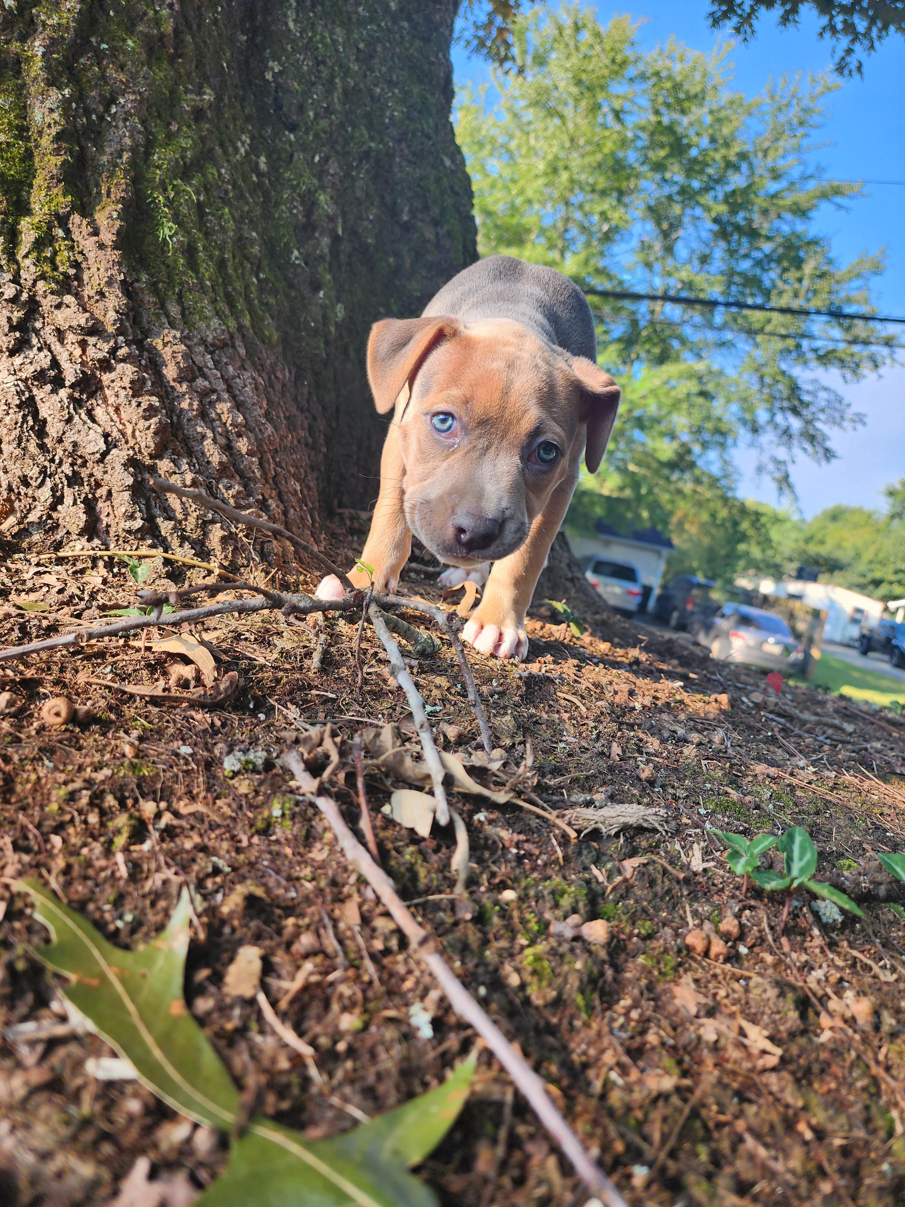 Raven, a Adopted mixed breed in Powder Springs, GA image 3/3
