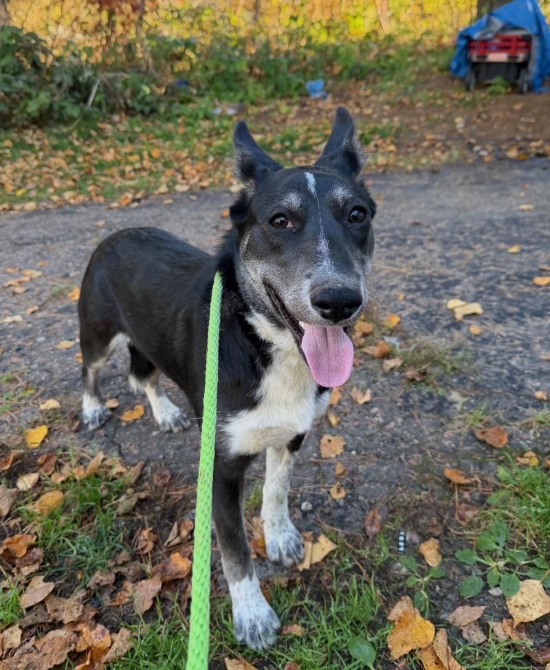 Enlarge Dahlia, a Adoptable mixed breed in Bancroft, ON image 3/4